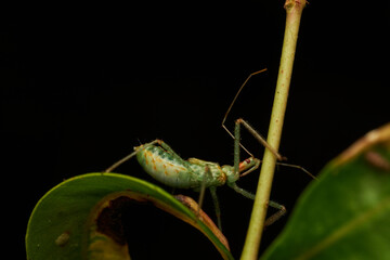 Closeup view of insect on foliage