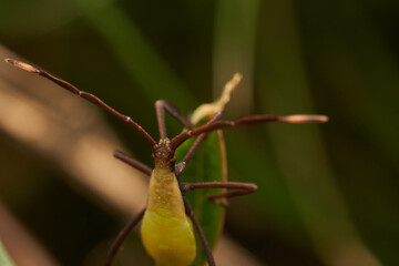 Insect perched on vibrant green leaf