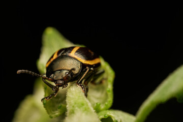Closeup view of insect on foliage