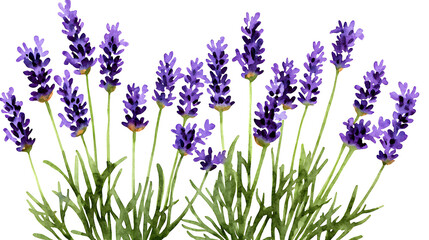 Naklejka premium A painting of purple lavender flowers with green stems. generated using AI