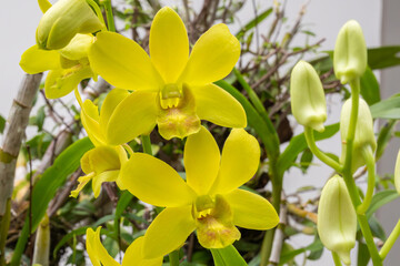 Beautiful Orchid flower blooming in garden floral background