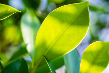 Natural plant green leaf in garden with bokeh background