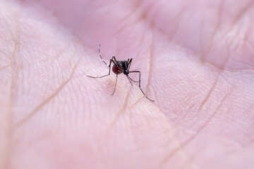 Aedes aegypti mosquitoes on human hand