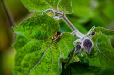 Zelus renardii, commonly known as the leaf hopper assassin bug, is a predacious insect