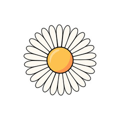 camomile on a white background