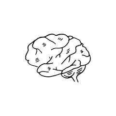 Human brain hand-drawn doodle cartoon line art vector illustration.