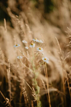 A serene close-up of delicate white daisy flowers with yellow centers growing among golden wild grasses in a sunlit meadow
