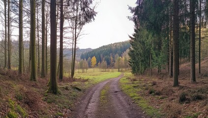 Fototapeta premium Dirt road through autumnal forest leading to a clearing.