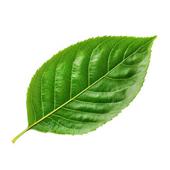 Obraz premium Cherry leaf isolated on clean and clear white background
