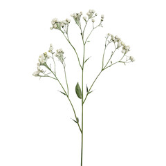 Fototapeta premium White Flowers on Black Background