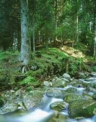 Ruisseau dans les Vosges