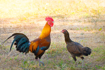Vibrant rooster and hen in an open farm field, showcasing the beauty of natural poultry raising