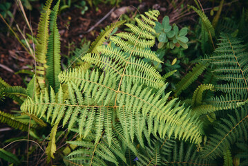 Northern Bracken Fern is a widespread fern species found in temperate regions across the world.