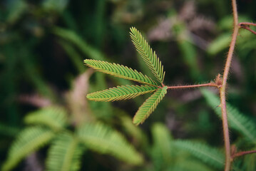 Mimosa pudica L., commonly known as the sensitive plant or touch-me-not, is a species of plant...