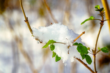Winter Detail
