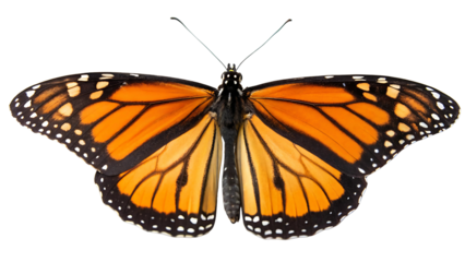 Butterfly Illustration Isolated on a Transparent Background