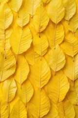 Obraz premium Close-up of vibrant yellow autumn leaves arranged in a repeating pattern on a yellow background.