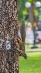 木に登るリス　ベトナム　ホーチミン　縦構図
