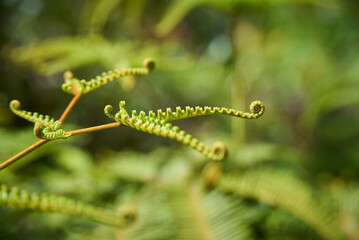 The Old World Forkedfern is a unique fern species found in tropical and subtropical regions.