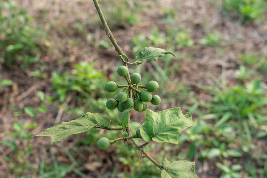 Close-up photo of eggplant on a tree in a garden.
