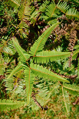 The Old World Forkedfern is a unique fern species found in tropical and subtropical regions.