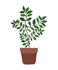 House plant vector illustration. Cartoon Exotic flower with stem and leaves. Ficus botanical interior design element Isolated on transparent background.