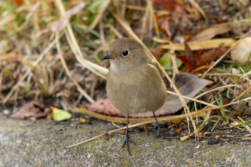 Obraz premium コンクリートの上に立つ雌のジョウビタキ