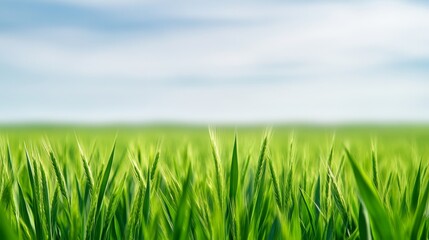Obraz premium Lush Green Grass Field Under a Clear Blue Sky, Perfect for Nature and Outdoor Themes
