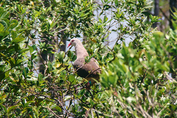 Pink pigeon, a species of pigeon in the Columbidae family, endemic to Mauritius Island, Africa.	
