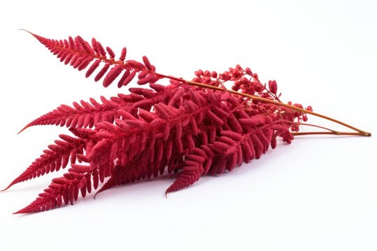 Sumac on white background
