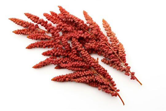 Sumac seeds on white background dried Rhus berry Overhead perspective