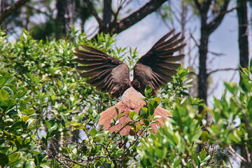 Pink pigeon, a species of pigeon in the Columbidae family, endemic to Mauritius Island, Africa.	
