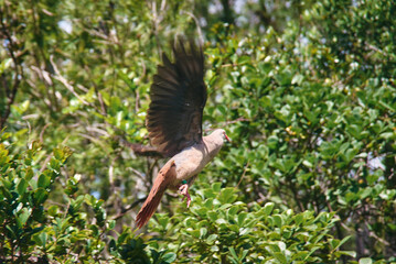 Pink pigeon, a species of pigeon in the Columbidae family, endemic to Mauritius Island, Africa.	

