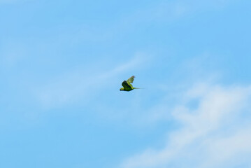 The Echo Parakeet, a rare endemic parrot species of Mauritius, is found exclusively in Black River Gorges National Park.