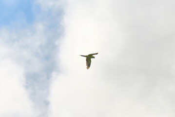 The Echo Parakeet, a rare endemic parrot species of Mauritius, is found exclusively in Black River Gorges National Park.