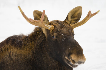 Fototapeta premium moose in the snow