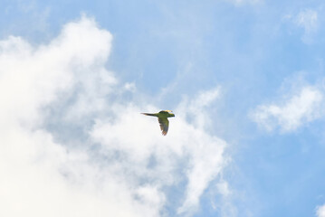 The Echo Parakeet, a rare endemic parrot species of Mauritius, is found exclusively in Black River Gorges National Park.