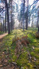 Fototapete bei efototapeten.de bestellen   