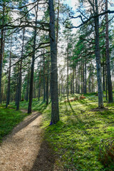 Fototapete bei efototapeten.de bestellen   