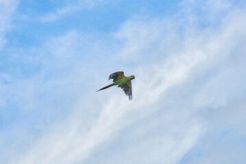 The Echo Parakeet, a rare endemic parrot species of Mauritius, is found exclusively in Black River Gorges National Park.