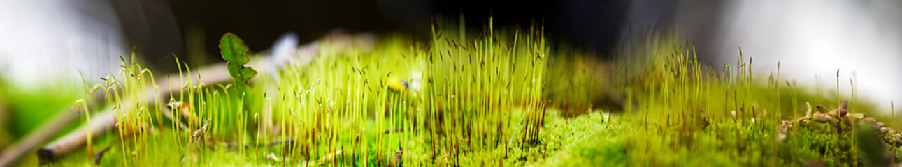 green grass background