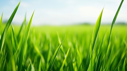 Obraz premium Lush green grass blades swaying gently under a clear blue sky in a tranquil outdoor setting