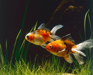 Poissons rouges