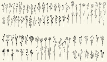 Obraz premium Rustic decor with hand-drawn wildflowers, eco-conscious branding, feminine floral branch, chic wedding stationery, trendy greenery, stylized black line art of wild groundsel, wedding logo design