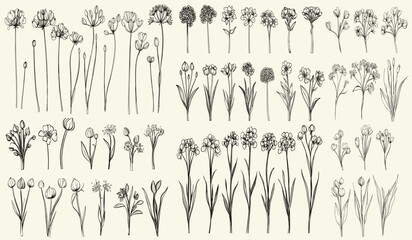 Stylized black line art of wild garlic flowers, wildflower collection for chic branding, eco-conscious wedding stationery, trendy greenery, feminine botanical floral branch, rustic decor.