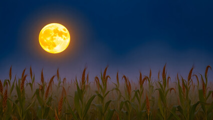 Fototapeta premium Harvest Moon over Cornfield: A large, vibrant harvest moon illuminates a misty cornfield at night, creating a serene and mystical atmosphere.