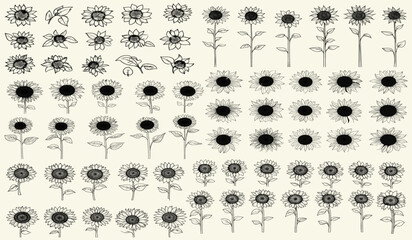 Feminine hand-drawn botanical floral branch with trendy greenery, stylized black line art of sunflower blooms, perfect for chic wedding stationery, boho-themed decor, eco-conscious branding