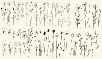 Trendy greenery, hand-drawn wildflowers, stylized black line art of meadow buttercup, feminine botanical floral branch, ideal for chic wedding stationery, personalized branding,