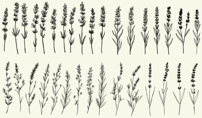 Feminine botanical floral branch of lavender, trendy greenery for rustic wedding invitations and modern stationery, perfect for eco-conscious decor, nature-themed branding, floral logos