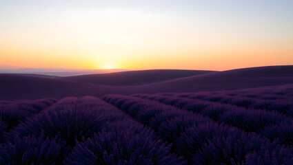 Fototapeta premium Lavender Sunset Serenity: Rolling hills of vibrant purple lavender fields bathed in the warm glow of a breathtaking sunset. A tranquil and picturesque scene evoking peace and serenity. 